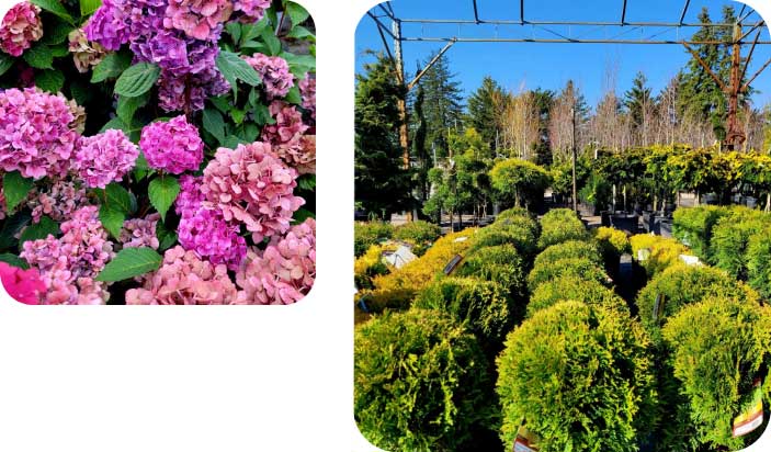 Pink flowers and green bushes