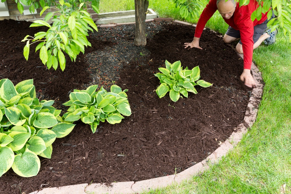 Hemlock Mulch - Image 3
