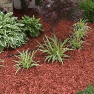 Bright Red Mulch