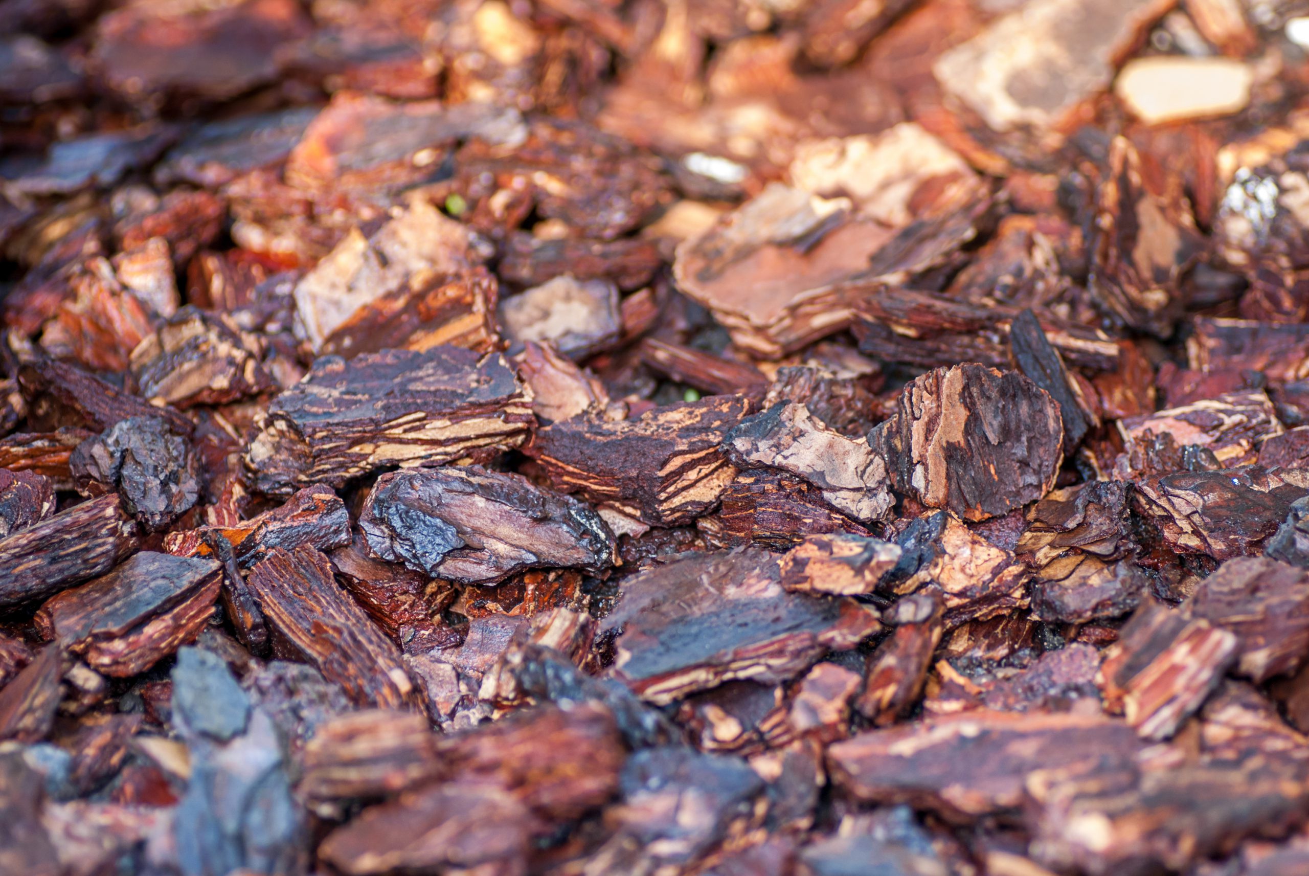 Pine Nuggets - Image 2